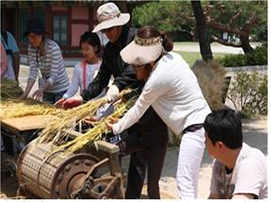 보리 타작 체험