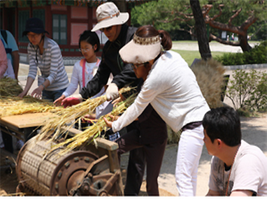 탈곡기 체험하기