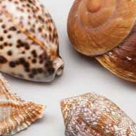 카비비(조개껍질)