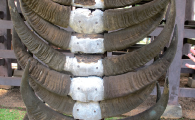 또라자 장례의식