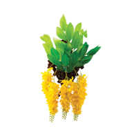 라차프륵 (황금카시아)